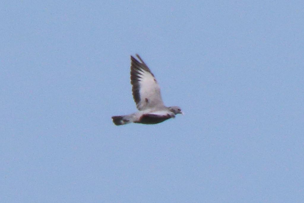 Aiuto ID Columbidae: Colombella (Columba oenas)